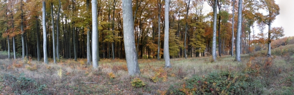 Ždánický les na podzim