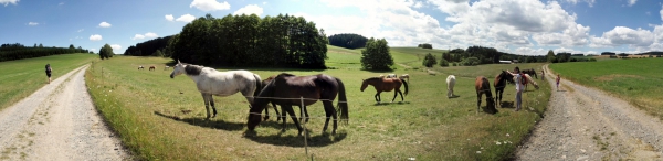 Koně u Lidmilova mlýna (Sádek u Poličky)